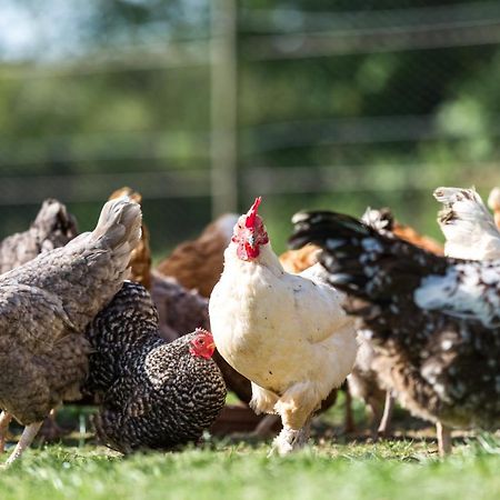 Trewint Farm B&B Bodmin Zewnętrze zdjęcie