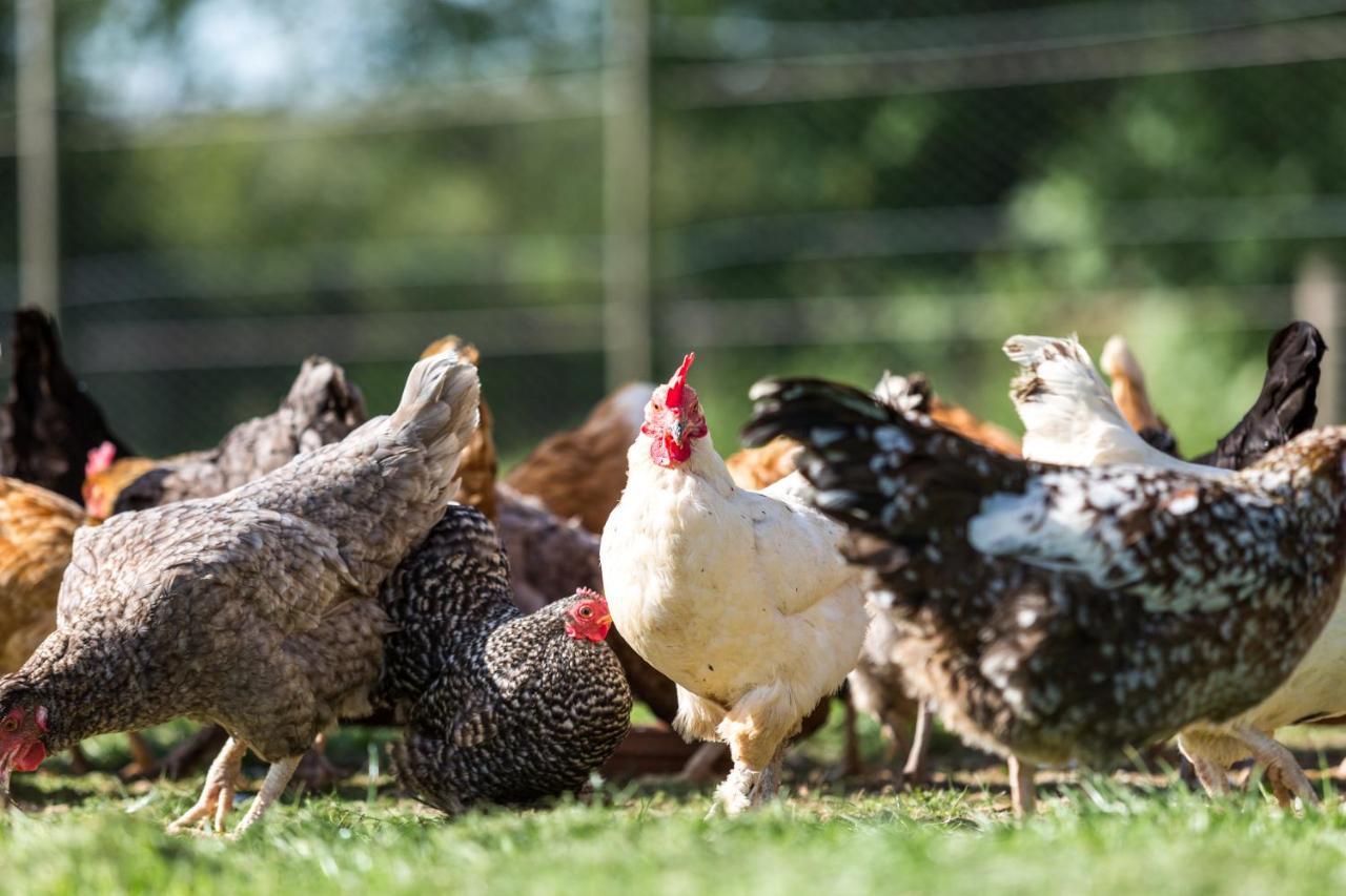 Trewint Farm B&B Bodmin Zewnętrze zdjęcie